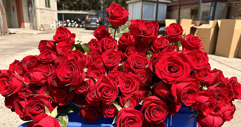 致最美的你！2024年三八婦女節如約而至，雅香麗懷揣著無比的敬意與期待，熱烈慶祝這個專屬于女性朋友們的盛大節日！